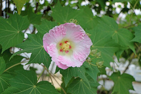 粉色木芙蓉花