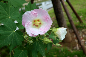 粉色木芙蓉花