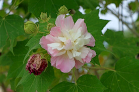 粉色木芙蓉花