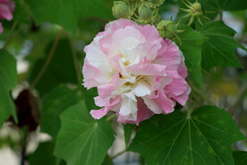 粉色木芙蓉花