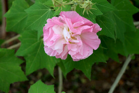 粉色木芙蓉花