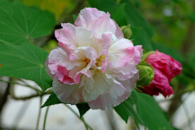 粉色木芙蓉花