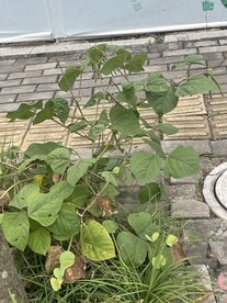 路边的绿豆植物