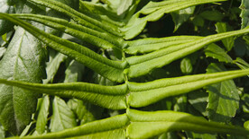 蕨类植物枝叶特写