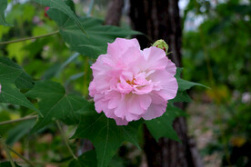 粉色木芙蓉