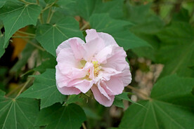 粉色木芙蓉