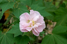 粉色木芙蓉花
