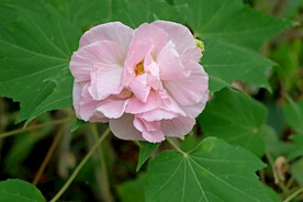 粉色木芙蓉花