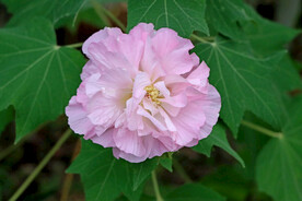 粉色木芙蓉花