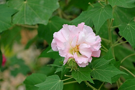 粉色木芙蓉花