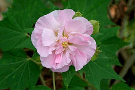 粉色木芙蓉花