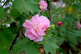 粉色木芙蓉