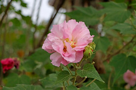 粉色木芙蓉