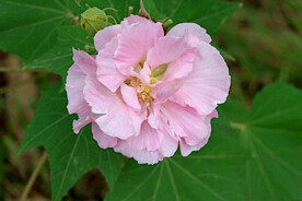 粉色木芙蓉