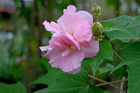 粉色木芙蓉