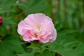 粉色木芙蓉