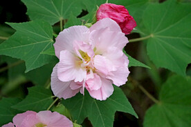 粉色木芙蓉花