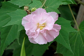粉色木芙蓉花