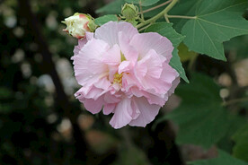 粉色木芙蓉花