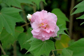 粉色木芙蓉
