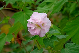 粉色木芙蓉