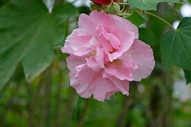 粉色木芙蓉