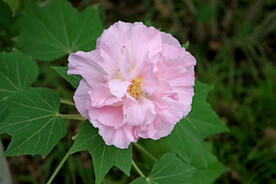 粉色木芙蓉花