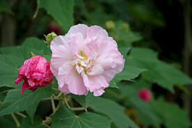 粉色木芙蓉