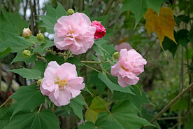 粉色木芙蓉花