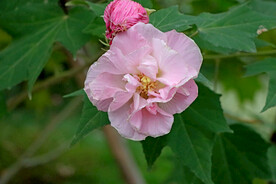 粉色木芙蓉花
