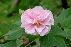 粉色木芙蓉花