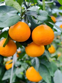 橙子栽培
