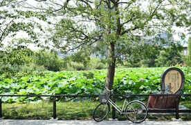 荷花池和自行车