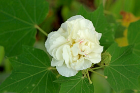 白色木芙蓉花 花 芙蓉花 芙蓉