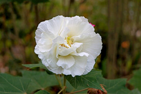 白色木芙蓉花
