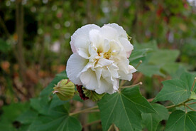 白色木芙蓉花