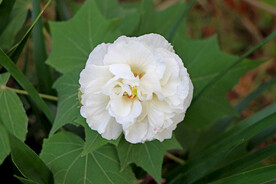 白色木芙蓉花