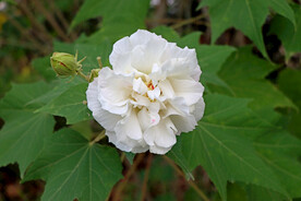 白色木芙蓉