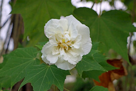 白色木芙蓉