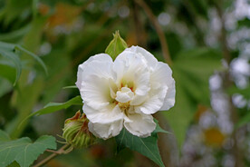 白色木芙蓉花