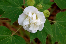 白色木芙蓉花