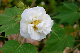 白色木芙蓉花