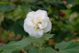 白色木芙蓉