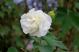 白色木芙蓉