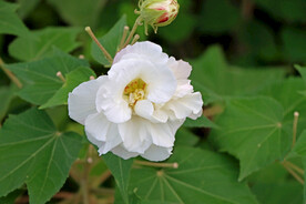 白色木芙蓉花