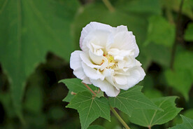 白色木芙蓉花