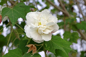 白色木芙蓉