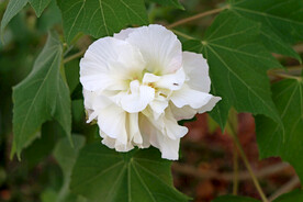白色木芙蓉花