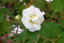 白色木芙蓉花