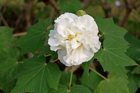 白色木芙蓉